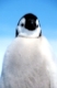 kaiserpinguin, aptenodytes forsteri, emperor penguin
